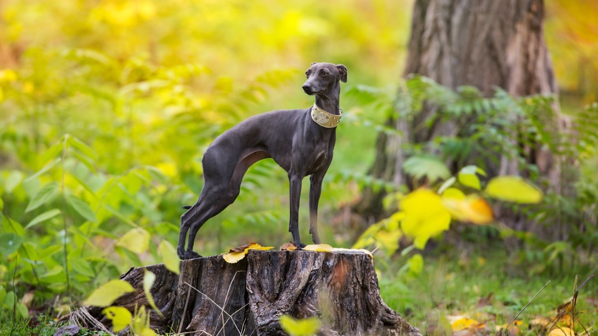 Danas vam otkrivamo jednu vrlo zanimljivu i ne toliko poznatu pasminu