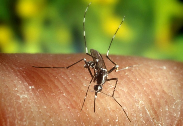 Virus Zapadnog Nila potvrđen u pet europskih zemalja