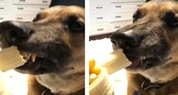 Dala je psu da kuša bananu, on se nije mogao odlučiti sviđa li mu se ili ne