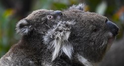 Sve više koala umire od klamidije. Klimatske promjene pogoršavaju situaciju