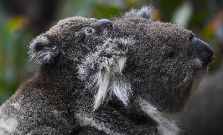 Sve više koala umire od klamidije