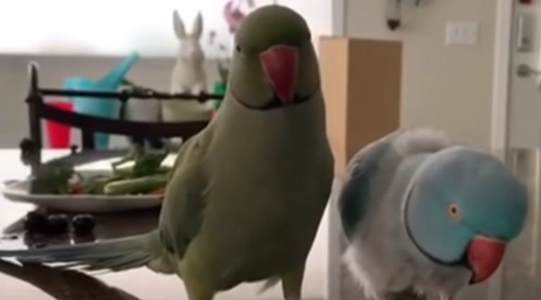 Dvije papige razgovarale poput ljudi, video je hit na internetu