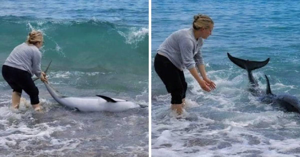 Dupin se nasukao na plaži u Orebiću. Sara i Dario ga vratili u more i spasili