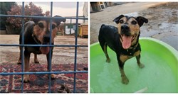 Zadnji pas u skloništu na Korčuli: Svi su udomljeni, samo još Archie čeka svoje ljude