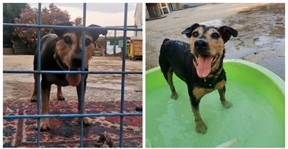 Zadnji pas u skloništu na Korčuli: Svi su udomljeni, samo još Archie čeka svoje ljude