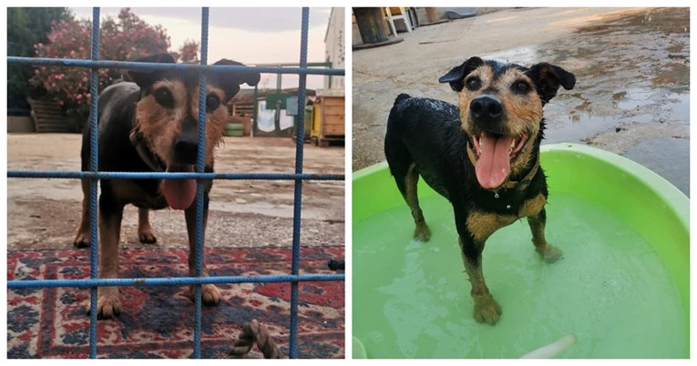 Zadnji pas u skloništu na Korčuli: Svi su drugi udomljeni, za Archieja nitko ne pita