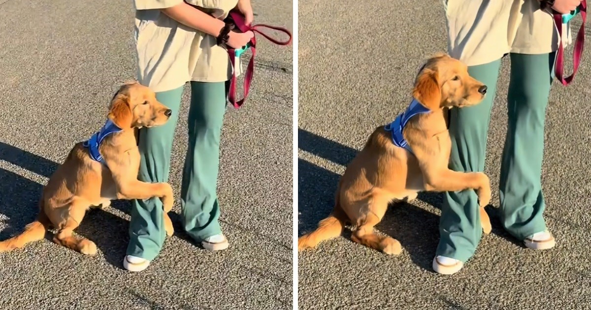 Mladi zlatni retriver nikada nije vidio krave. Njegova reakcija topi srca