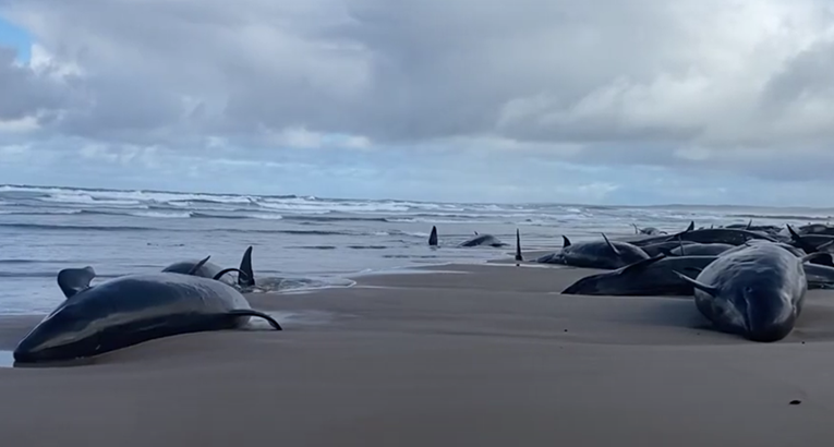 VIDEO Na plaži u Australiji nasukano više od 150 dupina. "Nije sigurno za spasioce"