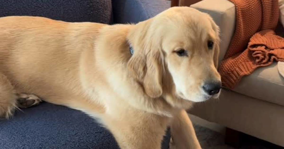 Retriverica misli da je zapela u fotelji, video je presladak