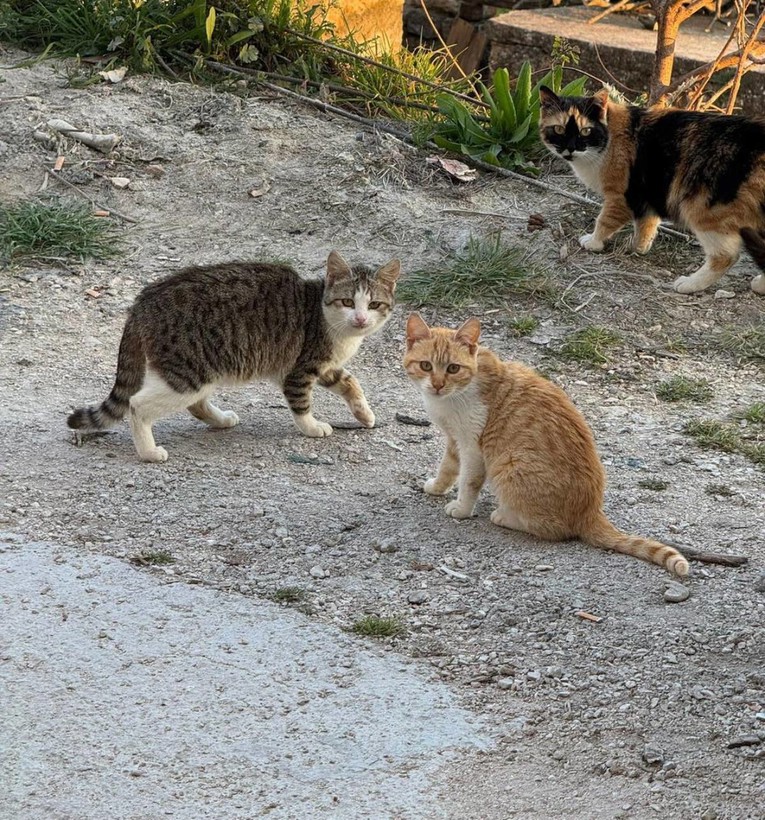 Njemačka udruga poslala tonu hrane za mačke na šibenskim otocima