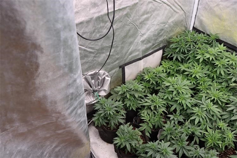 Pronašli mu laboratorij za uzgoj trave, imao je 59 biljaka. Uhićen je