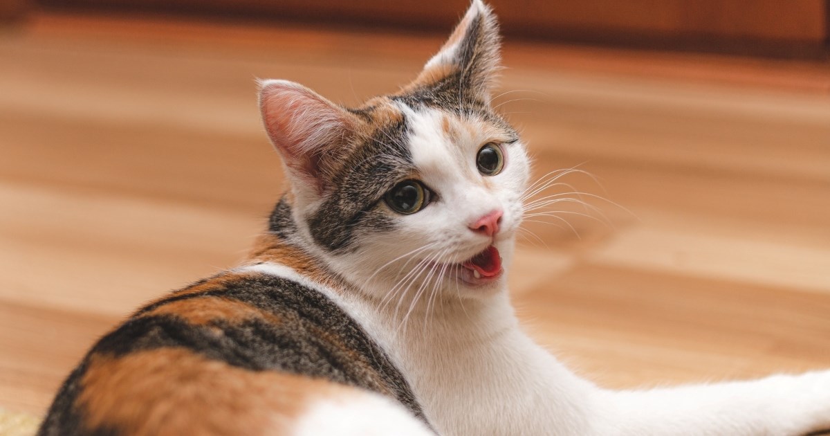 Veterinar upozorava: Ovih šest simptoma kod ljubimaca nikako ne smijete ignorirati