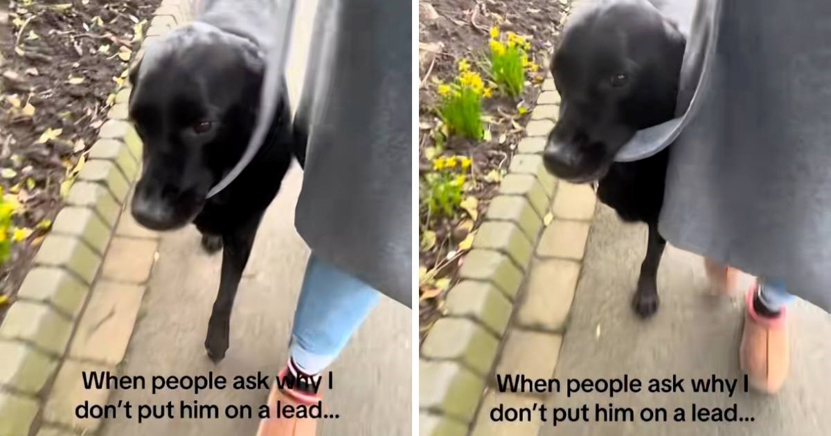 "Najbolji dečko": Pas koji u šetnju ne ide na povodcu mnoge oduševio ponašanjem