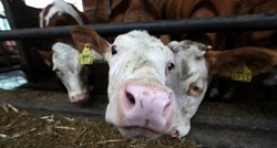 U Hrvatskoj lani porasla proizvodnja mesa, kravlje mlijeko palo za 11.7%