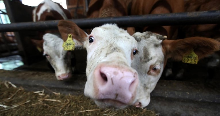 U Hrvatskoj lani porasla proizvodnja mesa, kravlje mlijeko palo za 11.7%