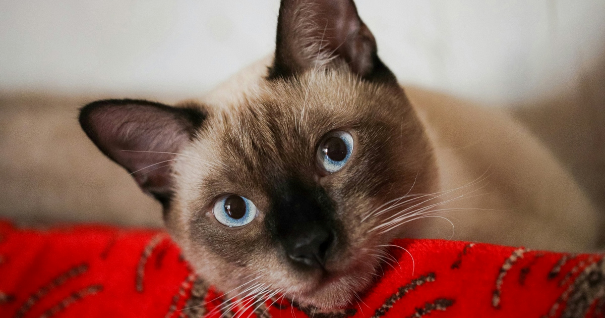 Ne možete imati psa? Ove pasmine mačaka su odlična zamjena