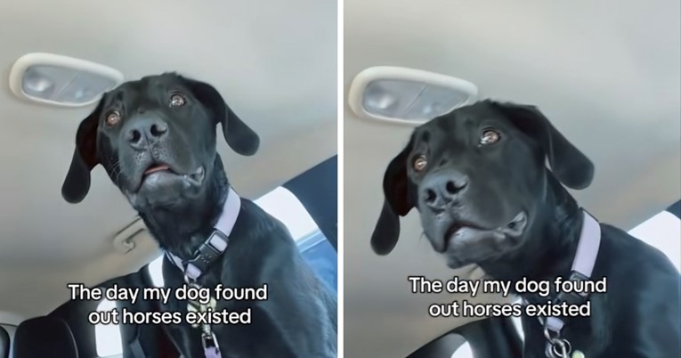 Labrador je prvi put u životu vidio konja, njegova reakcija će vas nasmijati