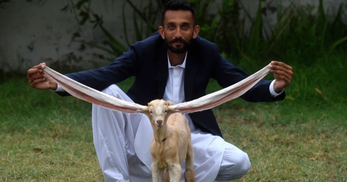 Upoznajte Simbu, kozlića s najdužim ušima na svijetu