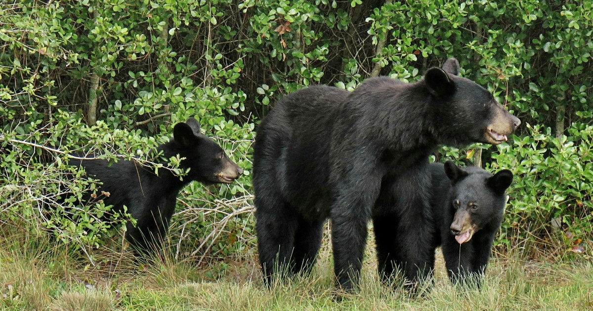 Medvjedica se s mladuncima igra na dječjem igralištu, snimka topi srca