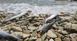 VIDEO Masovni pomor ribe u Stobreču