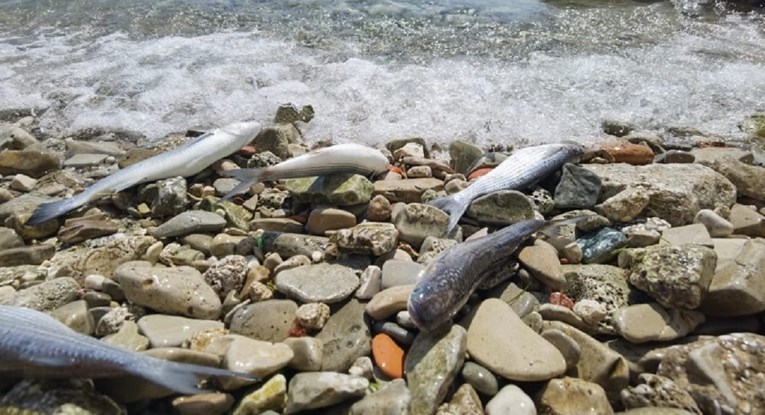 VIDEO Tone mrtve ribe na plažama i u moru u Stobreču