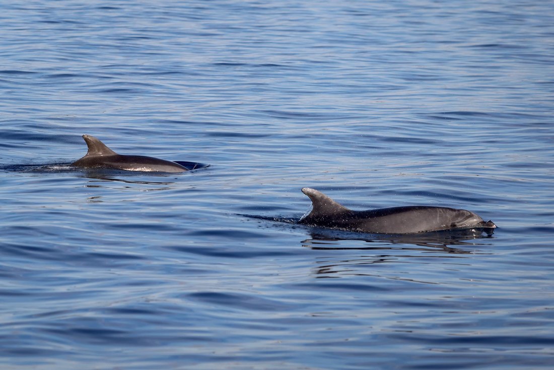 FOTO Dupini snimljeni blizu otoka Vrgade
