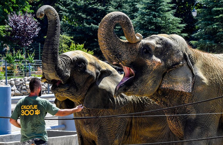 Povijesna pobjeda: Zabranit će prodaju divljih slonova zoološkim vrtovima