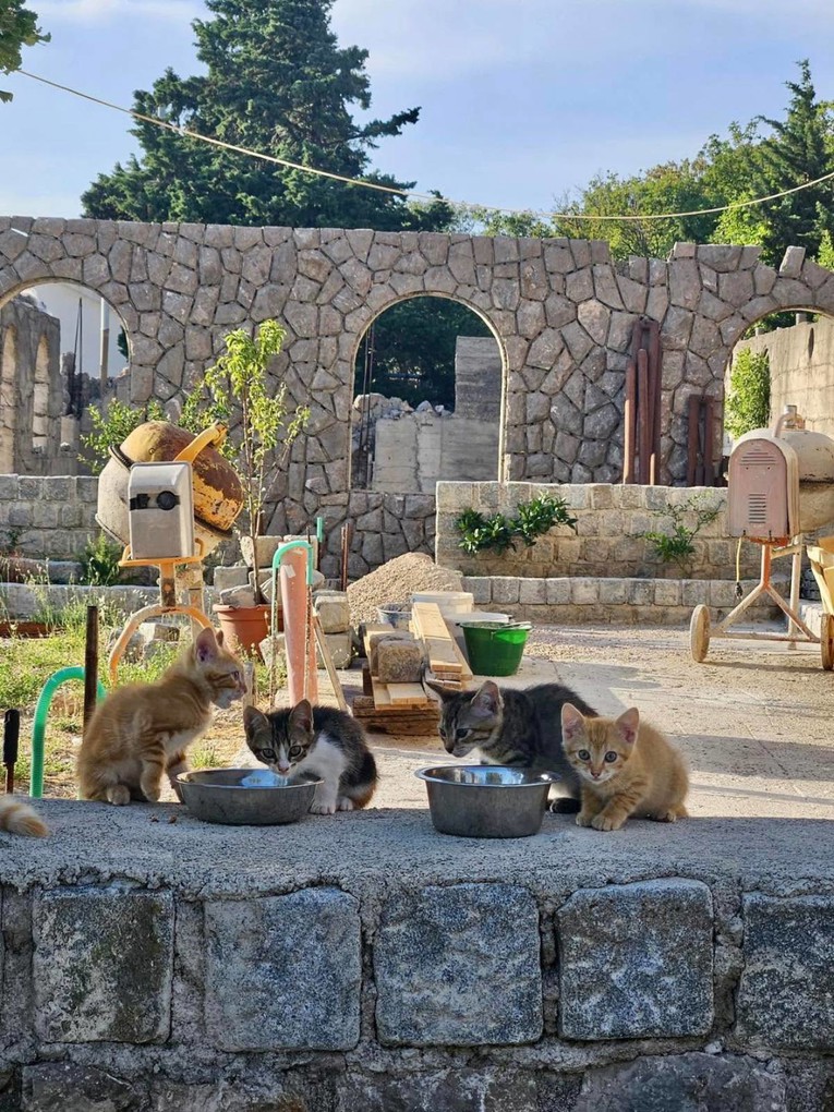 Apel za spas mačje obitelji kod Senja. Ostaju bez hrane i vode