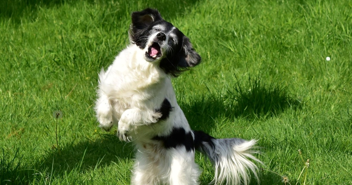 Trenerica otkriva kojih pet psećih navika najviše frustriraju vlasnike