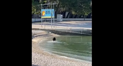 Nesvakidašnji prizor: Pogledajte koja je životinja doplivala na plažu u Baškoj Vodi