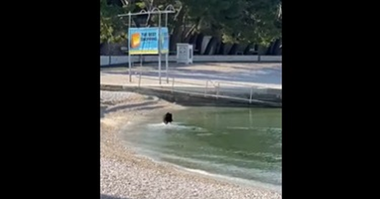 Nesvakidašnji prizor: Pogledajte koja je životinja doplivala na plažu u Baškoj Vodi