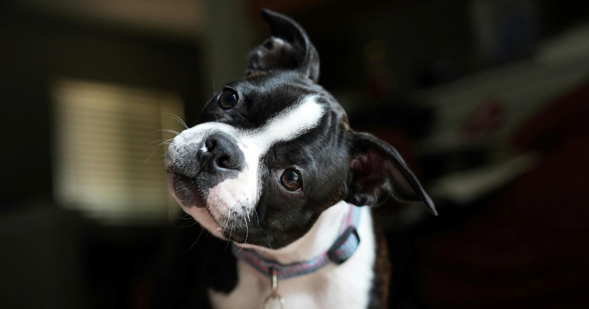 Zašto psi naginju glavu kad ih zovemo? Znanstvenici otkrili pravo značenje