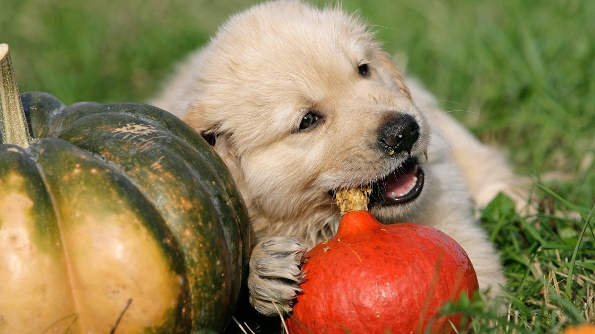 Pripremite poslastice od bundeve za svoje pse