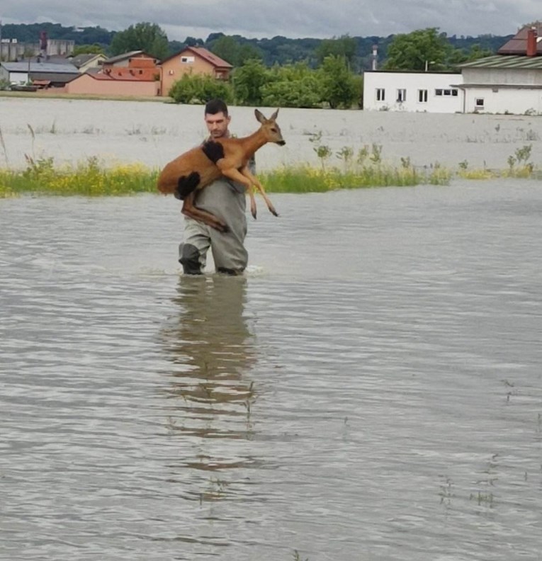 Mladi vatrogasac u Karlovcu u rukama nosio srnu kroz poplavu i spasio je od utapanja