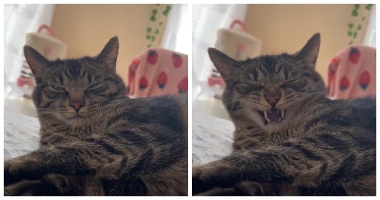 VIDEO Mačak se naljuti svaki put kad njegova vlasnica kihne