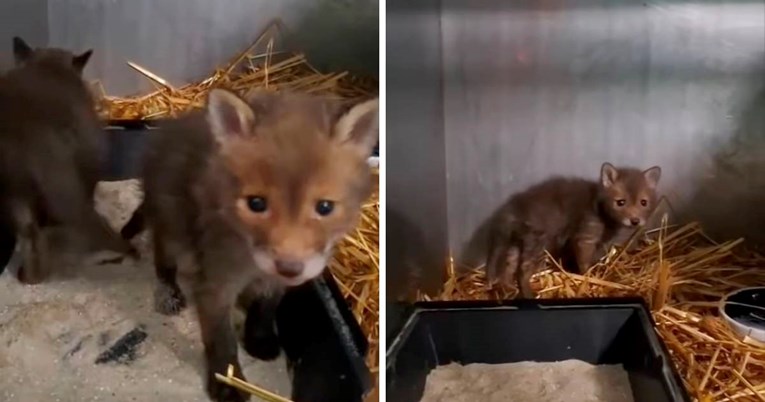 Kod Zadra pronađeni napušteni lisičići, oporavljaju se u zagrebačkom zoološkom vrtu