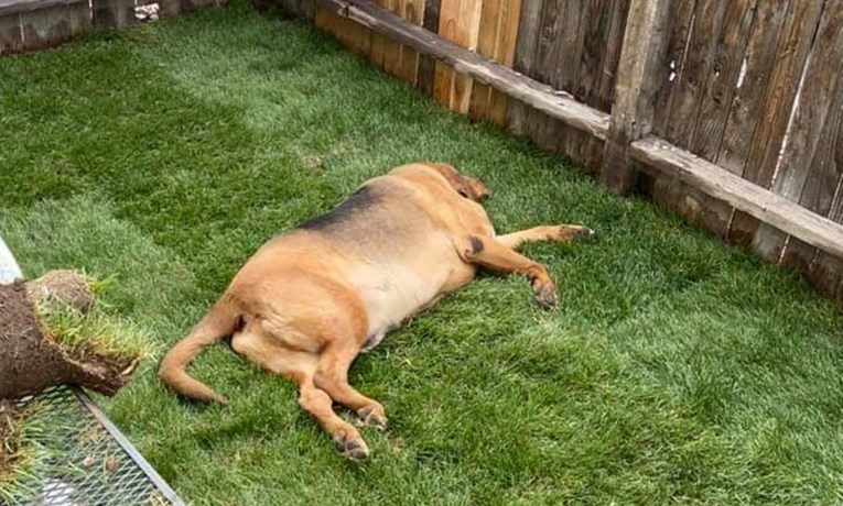 Vlasnica napravila mali travnjak za udomljenog psa koji nikad nije imao dvorište