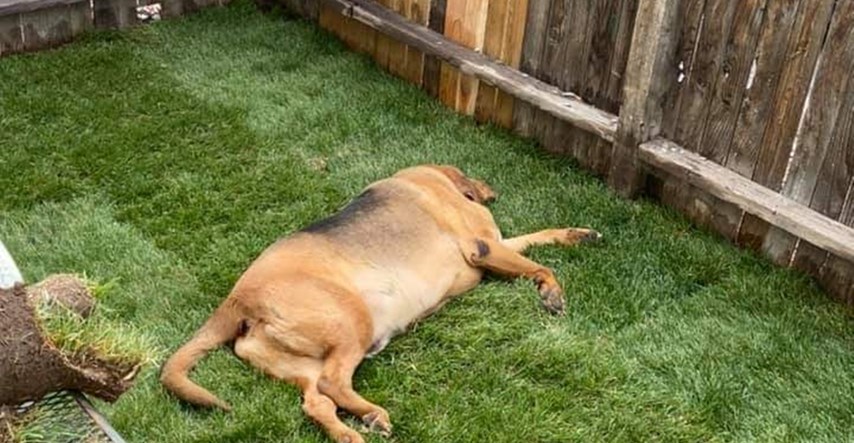 Vlasnica napravila mali travnjak za udomljenog psa koji nikad nije imao dvorište