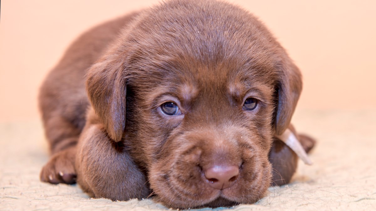 Ovo su najslađi psi na svijetu iz jednog posebnog razloga