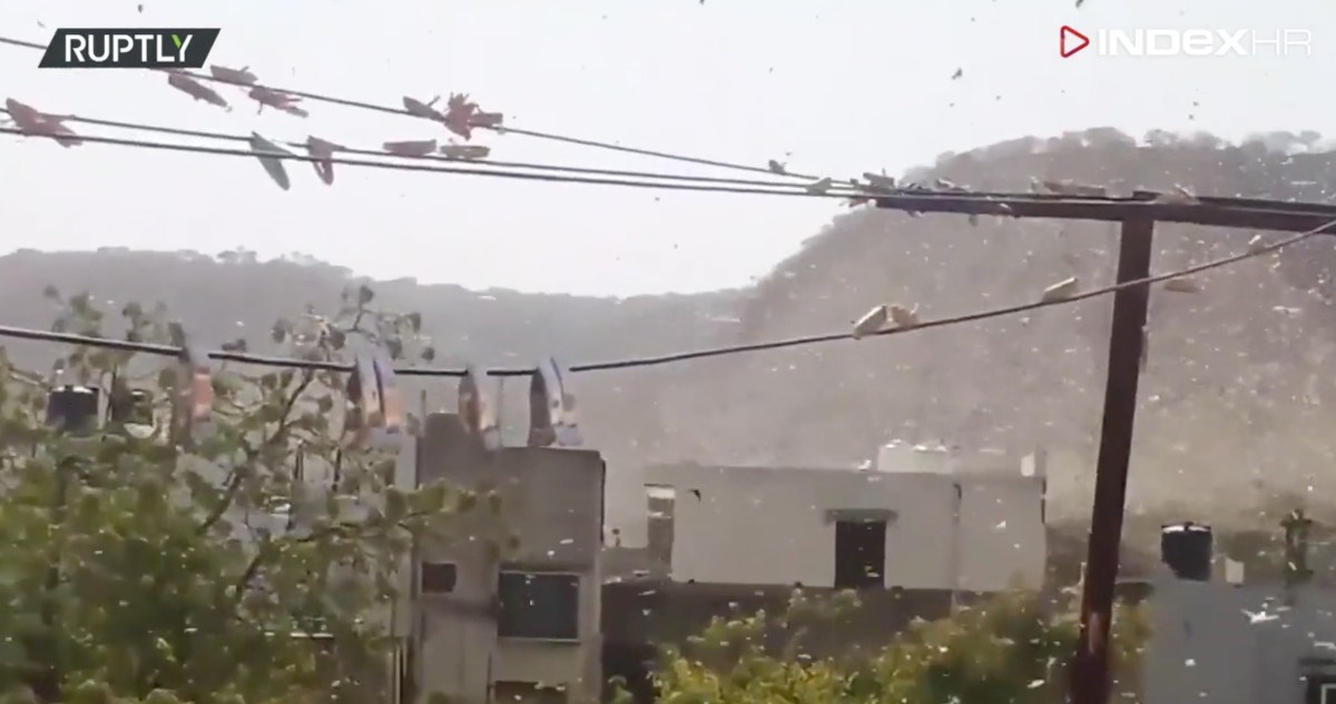 VIDEO Rojevi skakavaca poharali Indiju: "Bio je to oblak skakavaca, na tisuće njih"