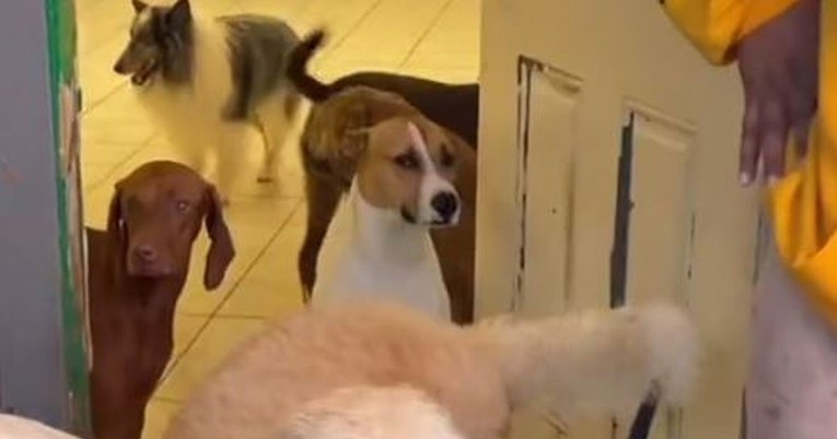 Na humorističan način pokazala s kojim se problemima nose psi koje čuva, video je hit