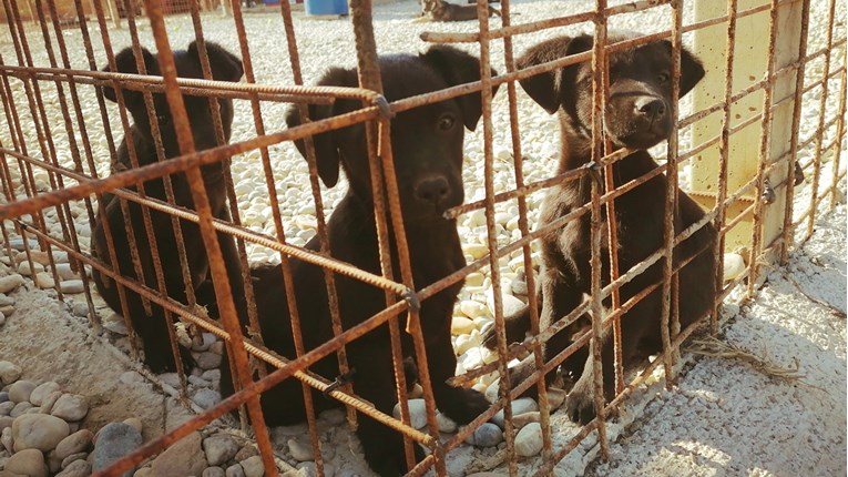 Udruga Farmica brine za oko 100 životinja i trenutno se nalaze pred zidom