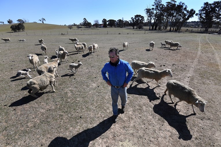 Novi Zeland i dalje ima više ovaca nego ljudi. Ali ljudi smanjuju razliku