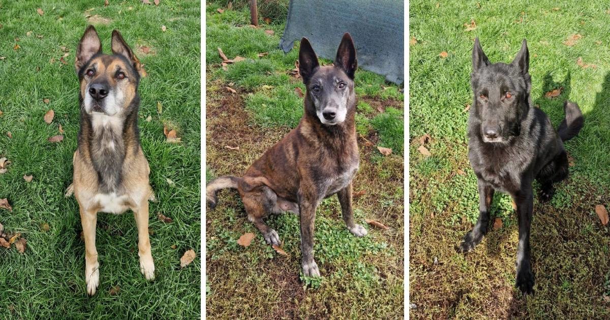 Pomagali su u razminiravanju Hrvatske, a sada ostaju bez doma. Pomozimo im