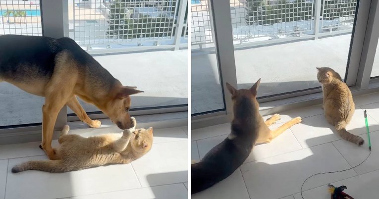 Udomljeni pas i mačka postali su nerazdvojni, njihova igra topi srca