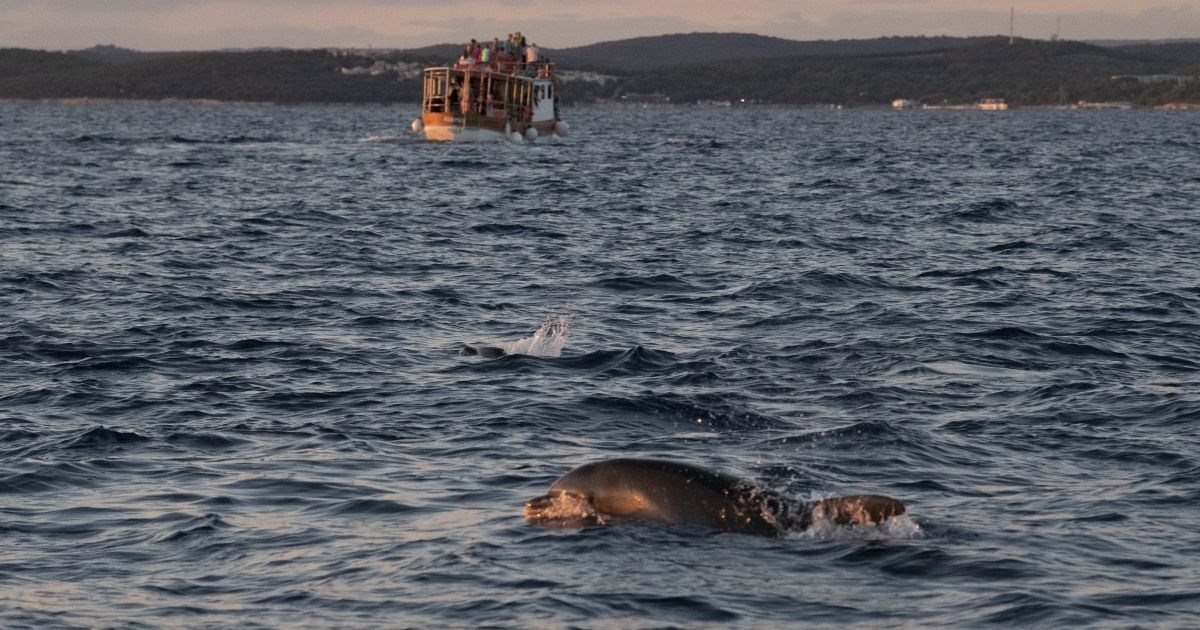 FOTO Pogledajte prekrasne prizore zaigranih dupina u moru pored Rovinja