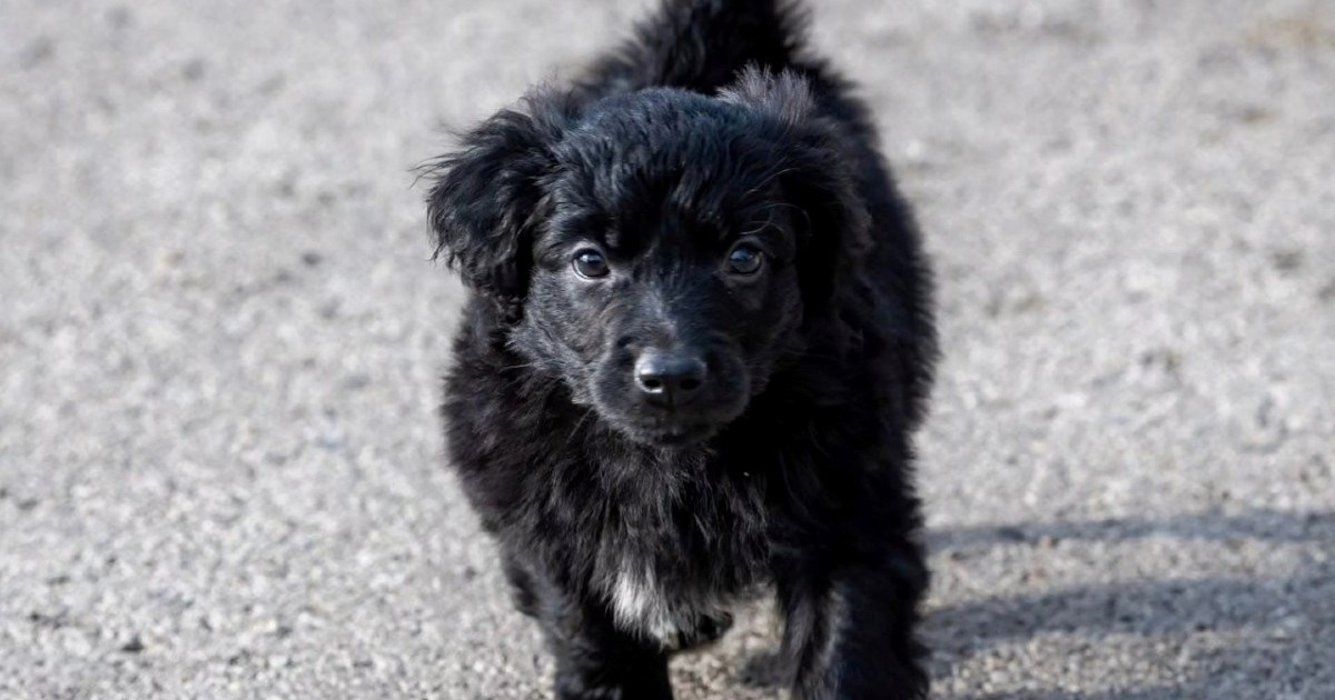 Mak je preslatka mala njuška koja traži dom. Pravi je veseljak koji se obožava maziti