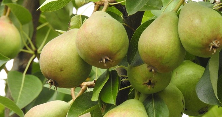 Ovo voće ublažava zatvor bolje od bilo kojeg laksativa, ali nije za svakoga