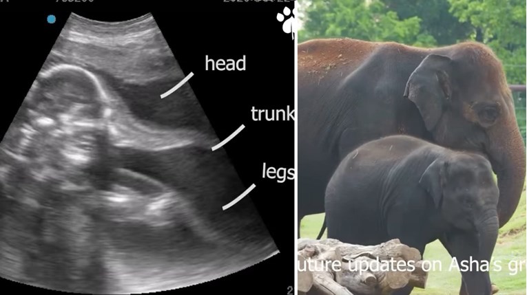 Objavljen ultrazvuk trudne slonice, nevjerojatno je sladak