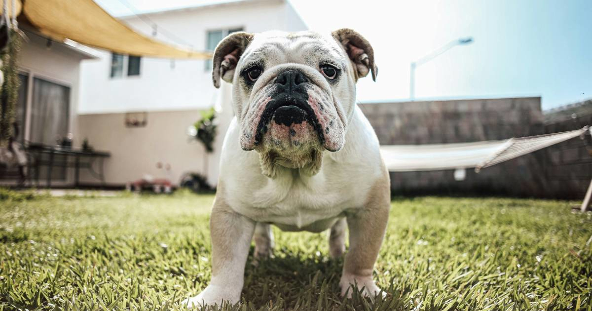 Veterinari upozoravaju: Ove popularne pasmine često ne mogu normalno disati